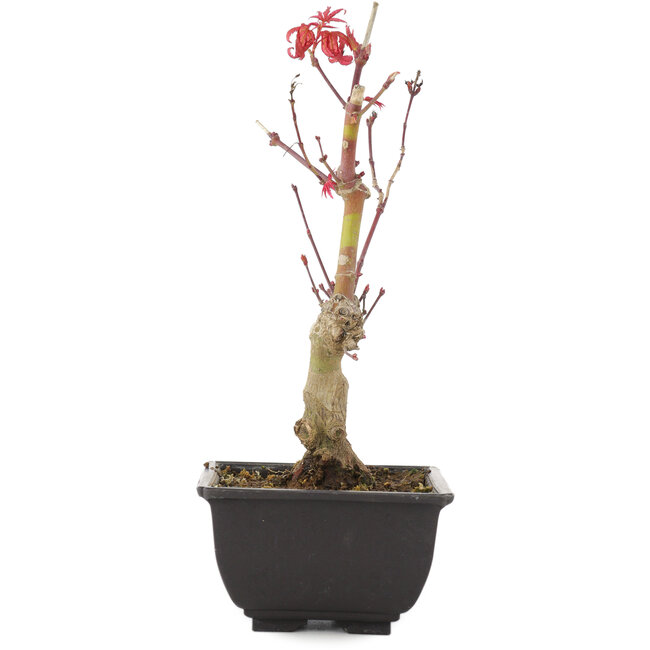Acer palmatum, 23 cm, ± 6 jaar oud