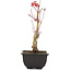 Acer palmatum, 23 cm, ± 6 years old