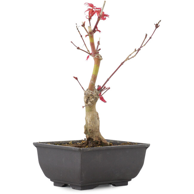 Acer palmatum, 23 cm, ± 6 Jahre alt