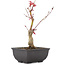 Acer palmatum, 23 cm, ± 6 años