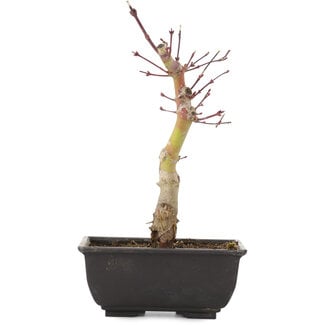 Acer palmatum, 23 cm, ± 6 años