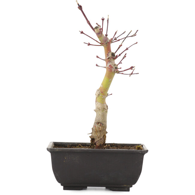Acer palmatum, 23 cm, ± 6 jaar oud