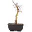 Acer palmatum, 23 cm, ± 6 years old