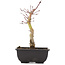 Acer palmatum, 23 cm, ± 6 years old