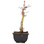Acer palmatum, 23 cm, ± 6 Jahre alt