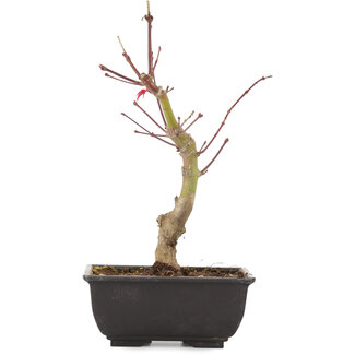 Acer palmatum, 25 cm, ± 6 anni
