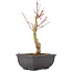 Acer palmatum, 25 cm, ± 6 years old