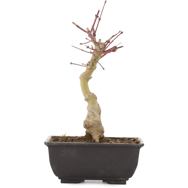 Acer palmatum, 22 cm, ± 6 years old