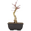 Acer palmatum, 22 cm, ± 6 years old