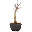 Acer palmatum, 22 cm, ± 6 years old