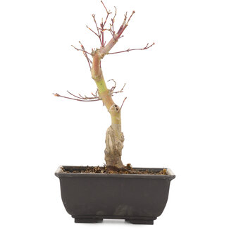 Acer palmatum, 22,5 cm, ± 6 jaar oud