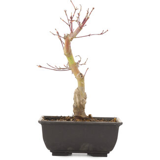 Acer palmatum, 22,5 cm, ± 6 Jahre alt