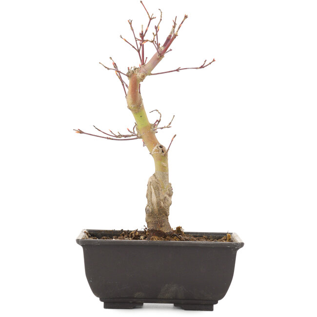 Acer palmatum, 22,5 cm, ± 6 Jahre alt