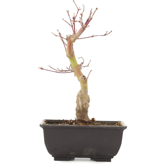 Acer palmatum, 22,5 cm, ± 6 years old