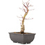 Acer palmatum, 22,5 cm, ± 6 years old