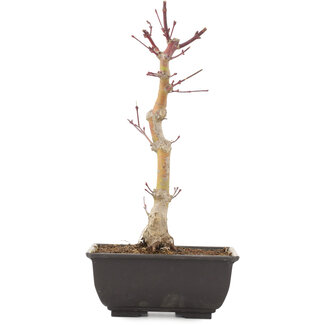 Acer palmatum, 25,5 cm, ± 6 Jahre alt