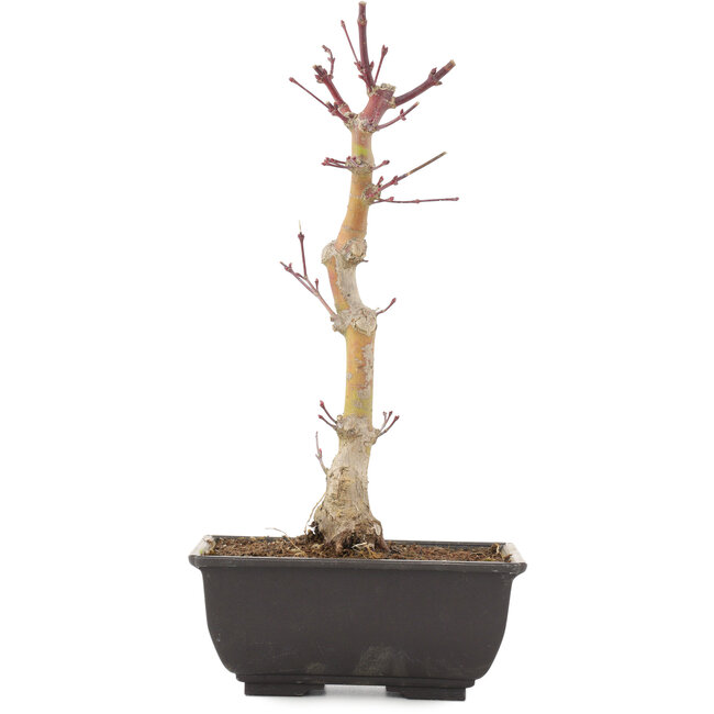 Acer palmatum, 25,5 cm, ± 6 anni