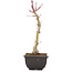 Acer palmatum, 25,5 cm, ± 6 years old