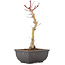 Acer palmatum, 25,5 cm, ± 6 years old