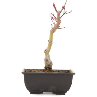 Acer palmatum, 21,5 cm, ± 6 jaar oud