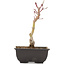 Acer palmatum, 21,5 cm, ± 6 years old