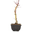 Acer palmatum, 25,5 cm, ± 6 Jahre alt