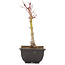 Acer palmatum, 21,5 cm, ± 6 anni