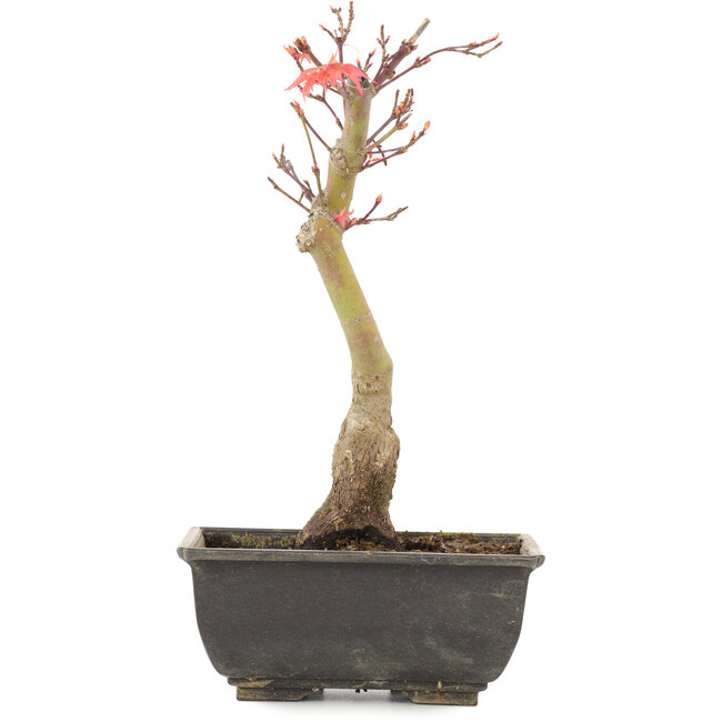 Acer palmatum, 23,5 cm, ± 6 ans