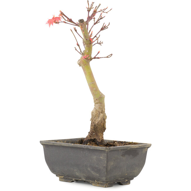 Acer palmatum, 23,5 cm, ± 6 años