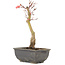 Acer palmatum, 23,5 cm, ± 6 years old