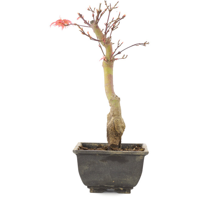 Acer palmatum, 23,5 cm, ± 6 jaar oud