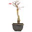 Acer palmatum, 23,5 cm, ± 6 jaar oud
