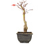 Acer palmatum, 23,5 cm, ± 6 years old
