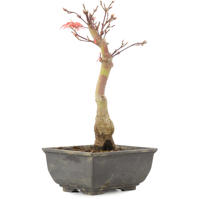 Acer palmatum, 23,5 cm, ± 6 años