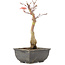 Acer palmatum, 23,5 cm, ± 6 ans