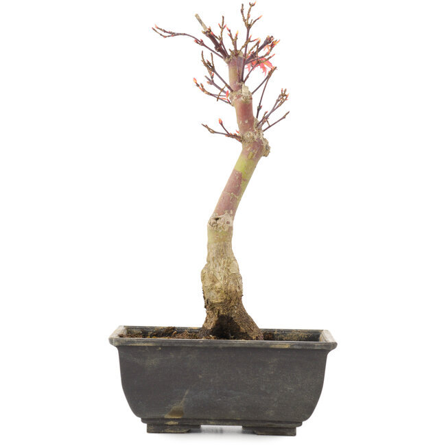 Acer palmatum, 23,5 cm, ± 6 años