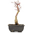 Acer palmatum, 23,5 cm, ± 6 jaar oud