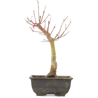 Acer palmatum, 28 cm, ± 6 jaar oud