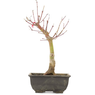 Acer palmatum, 28 cm, ± 6 Jahre alt