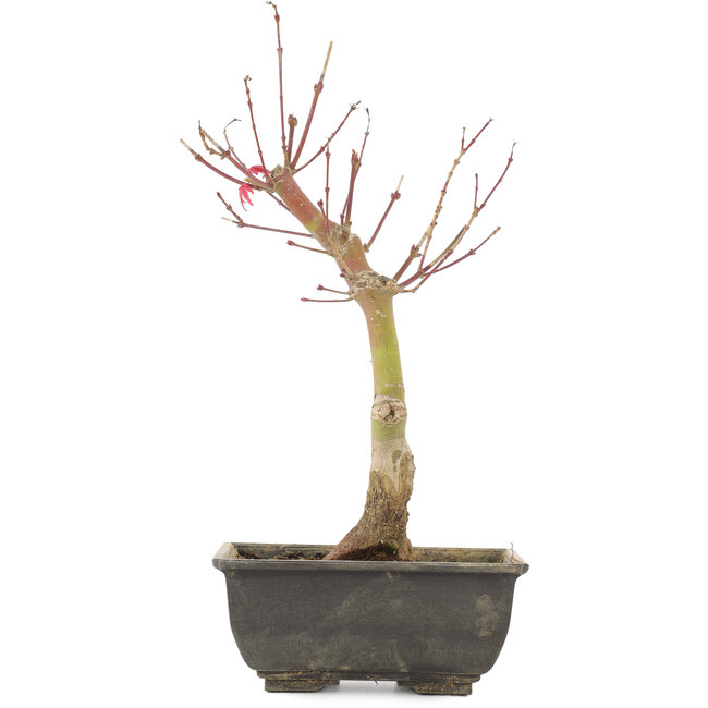Acer palmatum, 28 cm, ± 6 anni