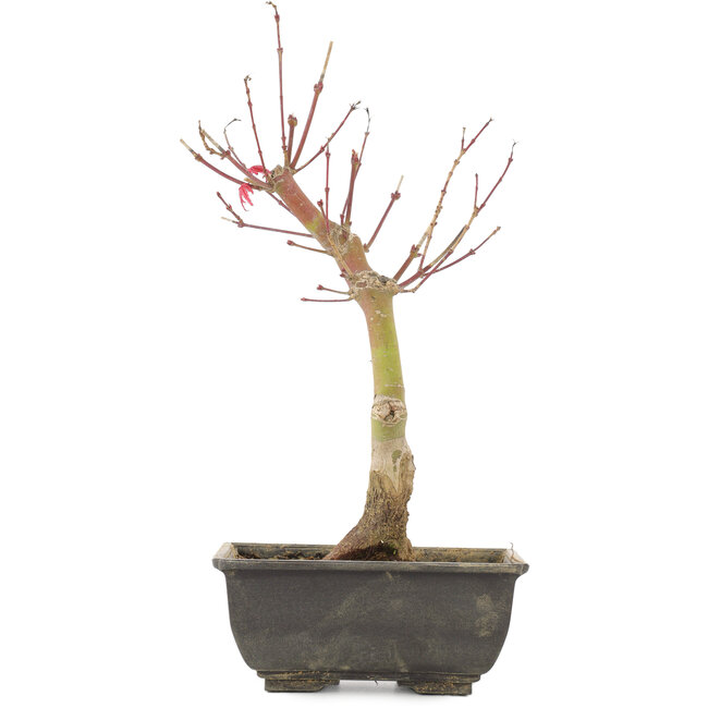 Acer palmatum, 28 cm, ± 6 Jahre alt