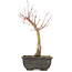 Acer palmatum, 28 cm, ± 6 ans