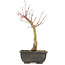 Acer palmatum, 28 cm, ± 6 Jahre alt
