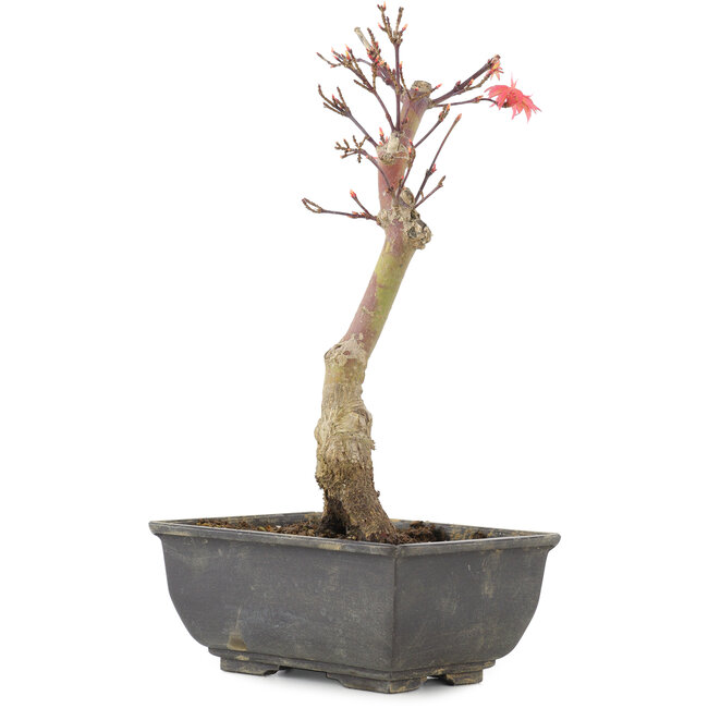 Acer palmatum, 23,5 cm, ± 6 years old