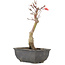 Acer palmatum, 23,5 cm, ± 6 anni