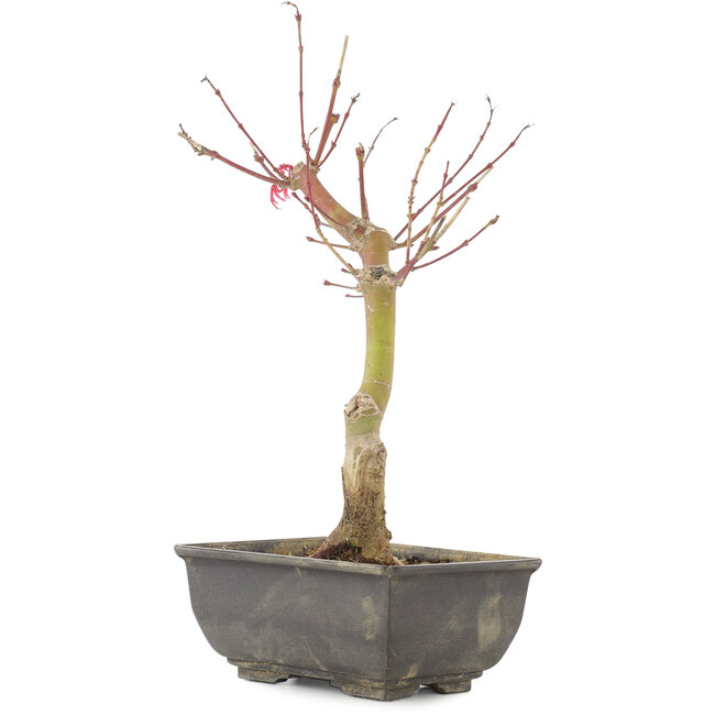 Acer palmatum, 28 cm, ± 6 Jahre alt