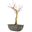 Acer palmatum, 28 cm, ± 6 Jahre alt