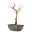 Acer palmatum, 28 cm, ± 6 years old