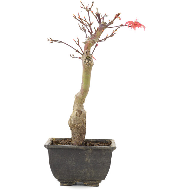 Acer palmatum, 23,5 cm, ± 6 Jahre alt