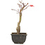 Acer palmatum, 23,5 cm, ± 6 ans